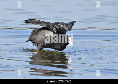 Eurasischer Huhn in der Oberlausitz, Schwarzer Huhn, Fulica atra, eurasischer Huhn Stockfoto