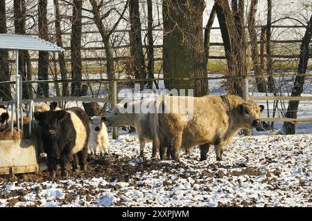 Galloway-Bulle, White Galloways Stockfoto