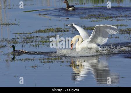 Stummer Schwan und Graugans während der Paarungszeit Stockfoto