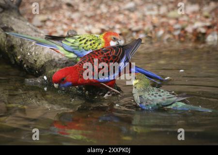 Trinkende Exoten Stockfoto