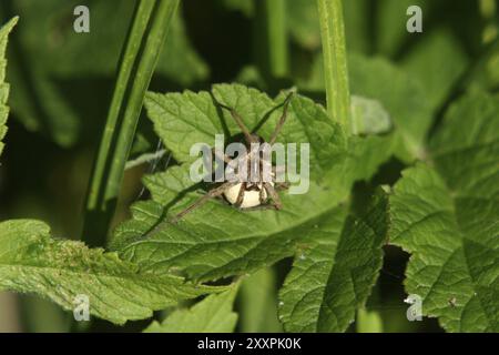 Listspider mit Eierkokons Stockfoto