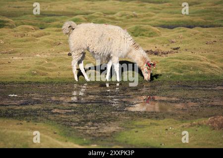 Lama trinkt in einer Oase in der Atacamawüste in Chile Stockfoto