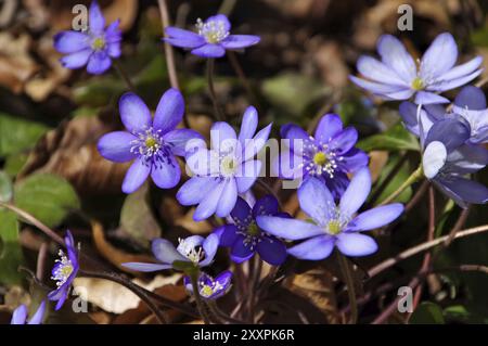 Leberkraut im Frühjahr, blaue hepatica nobilis Blüte im Frühjahr Stockfoto