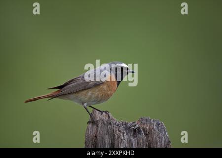 Gemeinsamer Redstart, männlich, Phoenicurus phoenicurus, gemeinsamer Redstart, männlich Stockfoto