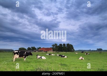 Kuh auf Weide während des bewölkten morgens, Niederlande Stockfoto