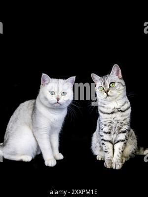 Zwei britische Kurzhaar Schwarz Silber Tabby und schattigen Katze auf schwarzem Hintergrund Stockfoto