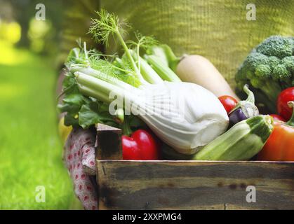 Frau mit Handschuhen mit frischem Gemüse in der Box in den Händen. Nahaufnahme Stockfoto