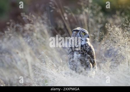 Virginia-Uhu, Bubo virginianus, Oeule Stockfoto