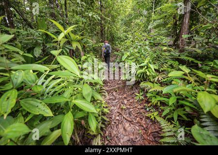 Junger Mann auf einem Wanderweg im Regenwald, touristische Wanderungen im tropischen Regenwald durch dichte Vegetation, Corcovado Nationalpark, Osa Penins Stockfoto