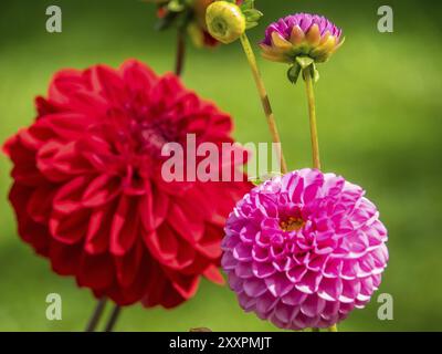 Rosa und rote Dahlienblüten in voller Pracht im Garten, Bad Lippspringe, Deutschland, Europa Stockfoto