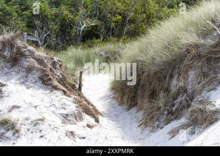 Deutsche Ostseeküste mit Algen, Seegras und Sanddünen, Gras, Wasser und blauem Himmel Stockfoto