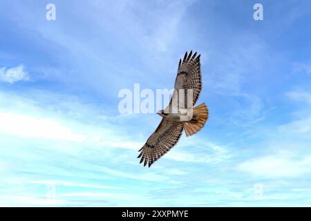 Rotschwanzfalke (Buteo jamaicensis) im Flug. Naturszene aus Wisconsin Stockfoto