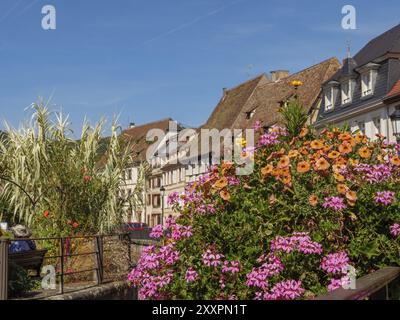 Blumenpracht vor historischen Fachwerkhäusern in einer idyllischen Altstadt im Sommer, Weissenburg, Elsass, Frankreich, Europa Stockfoto