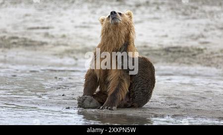 Grizzlybär am Ufer des Douglas River im Katmai National Park in Alaska Stockfoto