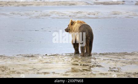 Grizzlybär am Ufer des Douglas River im Katmai National Park in Alaska Stockfoto