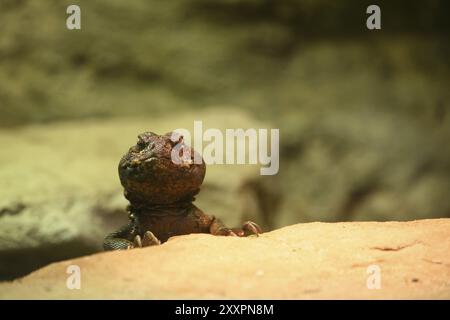 Variabler Stachelschwanzagama (Uromastyx acanthinura) Stockfoto