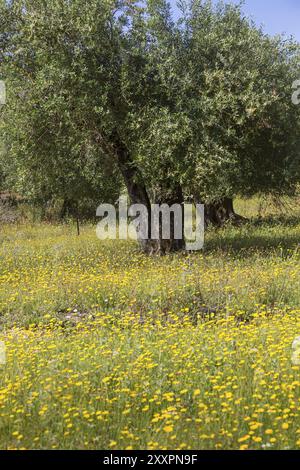 Alte Olivenbäume auf einer Frühlingswiese in Griechenland Stockfoto