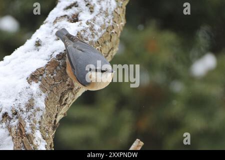 Nuthatch im Winter. Eurasische Nuthatch sucht im Winter nach Essen Stockfoto