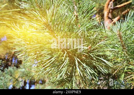 Pinus mugo. Nadeln und Knospen in der Sonne closeup Stockfoto