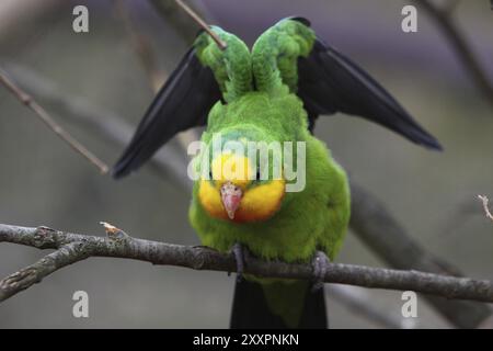 Abgeschirmter Sittich Stockfoto