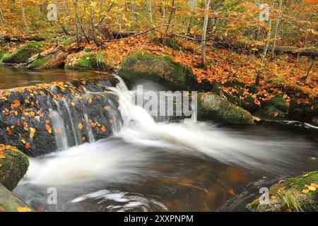 Kleine Ohe im Herbst. Kleine Ohe im Herbst. Nationalpark Bayerischer Wald Stockfoto