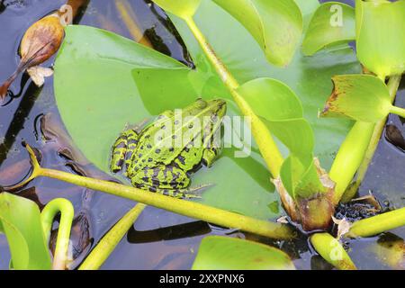 Frosch, ein kleiner Frosch in einem Teich auf einer Wasserpflanze Stockfoto