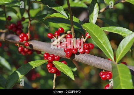 Essbare Weide, Elaeagnus multiflora mit vielen Beeren, Kirsche elaeagnus, elaeagnus multiflora mit vielen Beeren Stockfoto