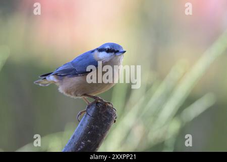 Eurasischer Nuthatch auf der Suche nach Nahrung Stockfoto