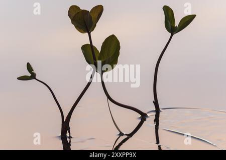 Menyanthes trifoliata, (Bitterklee, Menyanthes) in Water, Norrbotten, Lappland, Schweden, August 2013, Europa Stockfoto