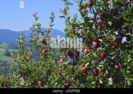 Rote Aepfel am Baum, rote Aepfel am Baum Stockfoto