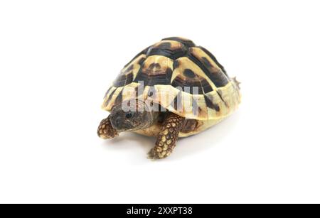 Niedliches Reptil, Hermanns Schildkröte (Testudo hermanni) auf weißem Hintergrund Stockfoto