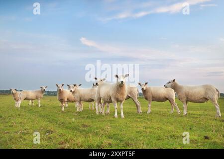 Schafherde auf grüner Weide über blauem Himmel, Holland Stockfoto