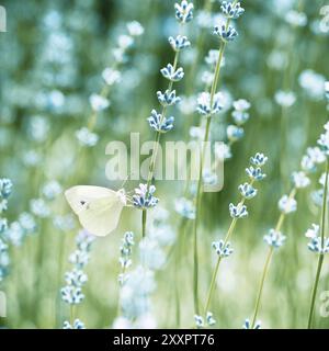Schönes Detail von Feldinhalten Lavendel mit Schmetterling. Getönten Farbbild Stockfoto