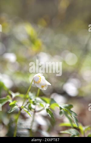 Schneeglöckchen Anemone blüht in der Frühlingssonne Stockfoto