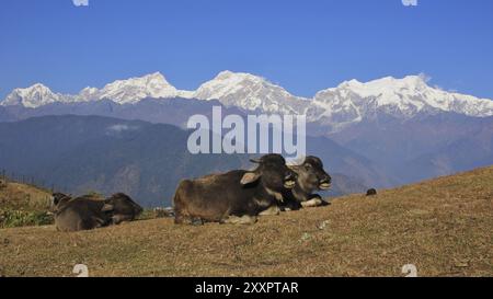 Szene in Ghale Gaun, Annapurna Conservation Area, Nepal. Babybüffel und schneebedeckte Manaslu und andere hohe Berge Stockfoto