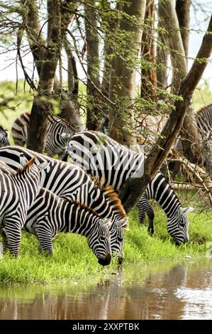 Zebras trinken Wasser an einem Bach unter den Akazienbäumen Stockfoto