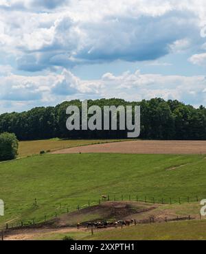 Ein Bauernhof mit Kühen und einem gepflügten Feld in Warren County, Pennsylvania, USA an einem sonnigen Sommertag Stockfoto