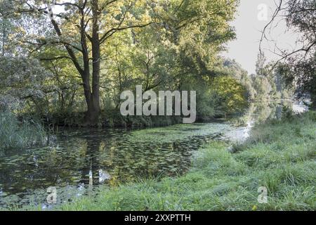 Isar altes Wasser, Isar Rückwasser Stockfoto