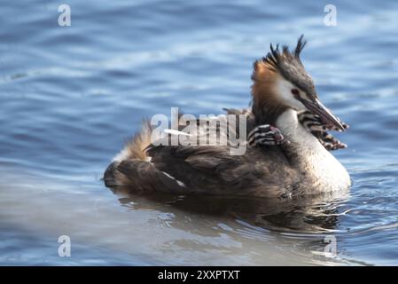 Den Helder, Niederlande. Juni 2021. Grebe mit Jungen auf dem Rücken wird vom Vater Fisch gefüttert. Stockfoto