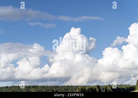 Blauer Himmel mit Wolken und einem Streifen von grünen Tannen als Hintergrund Stockfoto