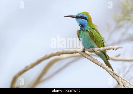 Grünbienenfresser (Merops orientalis), Mirbat, Salalah, Dhofar, Oman, Asien Stockfoto