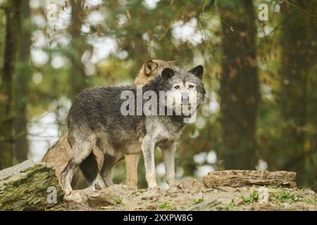 Ostwolf (Canis Lupus lycaon) auf einem kleinen Hügel, Bayern, Deutschland, Europa Stockfoto