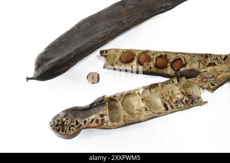 Getrocknete Johannisbrot oder Johannisbrot, ganz und halb mit Samen, Nahaufnahme, isoliert auf weißem Hintergrund Stockfoto