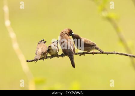 Schuppenbrüste oder Fleckenmunia (Lonchura punctulata particeps) in Sulawesi, Indonesien Stockfoto
