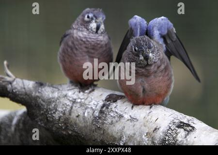 Bourke's Sittiche Stockfoto