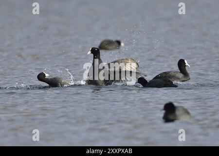 Eurasischer Coot in der Paarungszeit. Eurasische Bohlensauben während der Paarungszeit Stockfoto