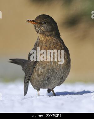 Gemeine Blackbird-Weibchen im Schnee Stockfoto