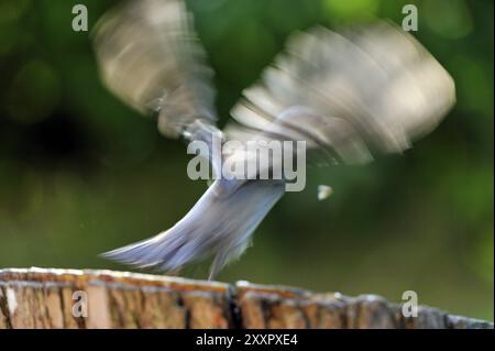 Nuthatch, Sitta Europa, Nuthatch, Europa, Mitteleuropa Stockfoto