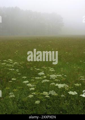 Nebeliger Tag mit einer Wiese Stockfoto