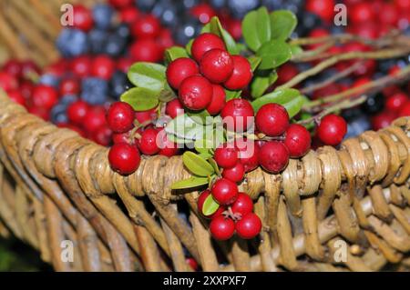 Heidelbeeren und Preiselbeeren in einem Holzkorb im Wald. Heidelbeeren und Preiselbeeren in einem Chipkorb Stockfoto